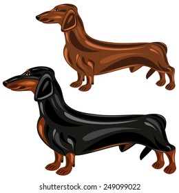 Dachshund