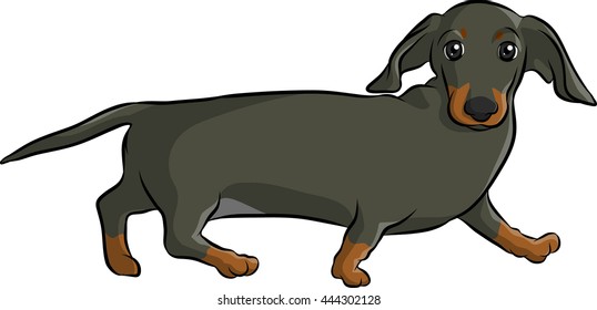 a dachshund