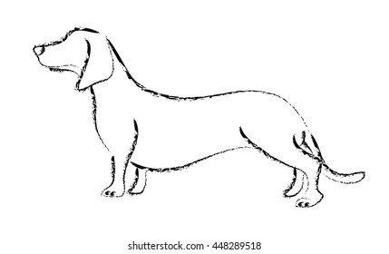 Dachshund