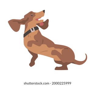 Dachshund or Badger Dog as Short-legged and Long-bodied Hound Breed with Collar Leaping Vector Illustration