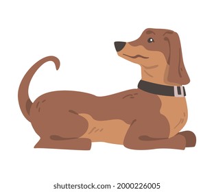Dachshund or Badger Dog as Short-legged and Long-bodied Hound Breed with Collar Sitting Vector Illustration