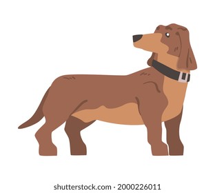 Dachshund or Badger Dog as Short-legged and Long-bodied Hound Breed with Collar Standing Vector Illustration