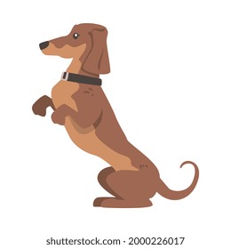 Dachshund or Badger Dog as Short-legged and Long-bodied Hound Breed with Collar Standing on Hind Legs Vector Illustration