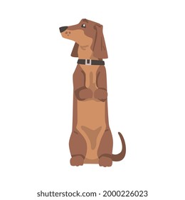 Dachshund or Badger Dog as Short-legged and Long-bodied Hound Breed with Collar Standing on Hind Legs Vector Illustration