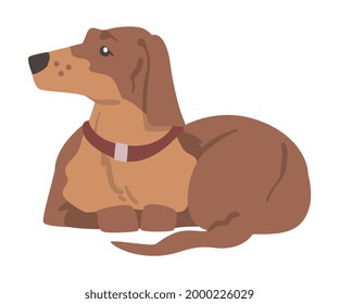 Dachshund or Badger Dog as Short-legged and Long-bodied Hound Breed with Collar Sitting Vector Illustration