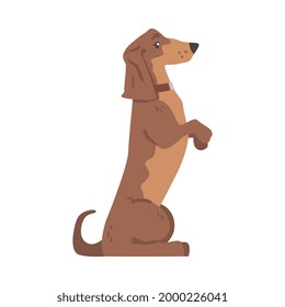 Dachshund or Badger Dog as Short-legged and Long-bodied Hound Breed with Collar Standing on Hind Legs Vector Illustration
