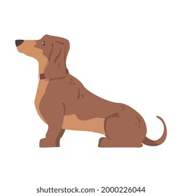 Dachshund or Badger Dog as Short-legged and Long-bodied Hound Breed with Collar Sitting Vector Illustration