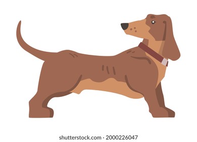 Dachshund or Badger Dog as Short-legged and Long-bodied Hound Breed with Collar Standing Vector Illustration