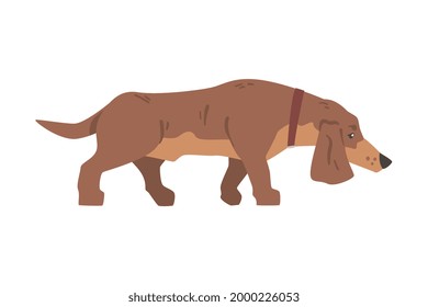Dachshund or Badger Dog as Short-legged and Long-bodied Hound Breed with Collar Walking Vector Illustration