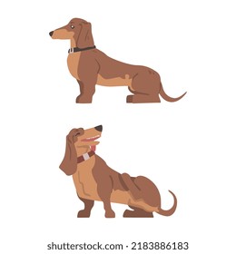 Dachshund or Badger Dog as Short-legged and Long-bodied Hound Breed with Collar Sitting Vector Set