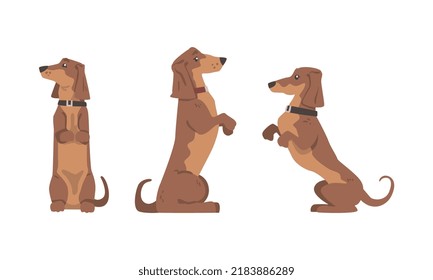Dachshund or Badger Dog as Short-legged and Long-bodied Hound Breed with Collar Sitting on Hind Legs Vector Set