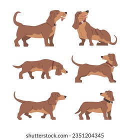 Dachshund or Badger Dog as Short-legged and Long-bodied Hound Breed with Collar Vector Set