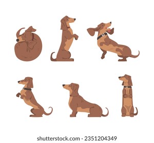 Dachshund or Badger Dog as Short-legged and Long-bodied Hound Breed with Collar Vector Set