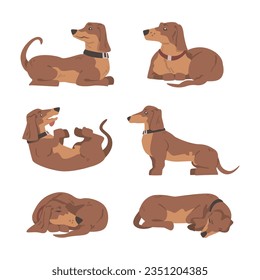 Dachshund or Badger Dog as Short-legged and Long-bodied Hound Breed with Collar Vector Set