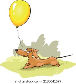 The dachshund, beats with a balloon in its muzzle. yellow  Valentine