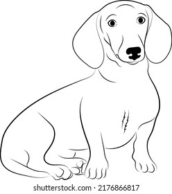 Dachshund Black white illustration of a dachshund dog. Vector drawing of a pet. Tattoo