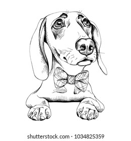 Dachshund in a bow tie. Vector black and white illustration.