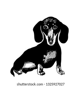 Dachshund in a bow tie. Vector black and white illustration. svg
