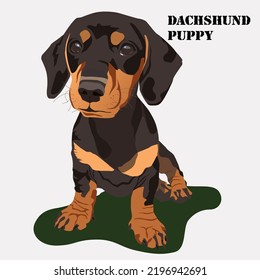 dachshund breed dog on a light background