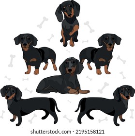 Dachshund breed, dog pedigree drawing. Cute dog characters in various poses, designs for prints, adorable and cute black dachshund cartoon vector set, in different poses. Flat cartoon style.