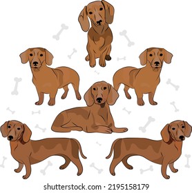 Dachshund breed, dog pedigree drawing. Cute dog characters in various poses, designs for prints, adorable and cute red dachshund cartoon vector set, in different poses. Flat cartoon style.