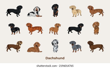 Dachshund breed, dog pedigree drawing. Cute dog characters in various pose, designs for prints adorable and cute Dachshund cartoon vector set, in different poses. Brindle Piebald, dapple, cream, sable