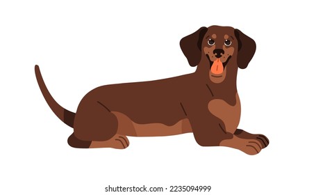 Dachshund breed, long sausage dog. Cute happy puppy, adorable doggy. Friendly canine animal wagging tail, lying. Funny excited purebred pup. Flat vector illustration isolated on white background.