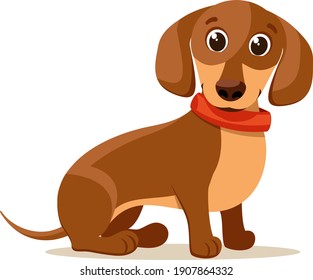 Dachshund brown with a collar sits. Character