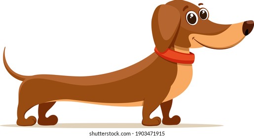 Dachshund brown with a collar stands on a white background. The character