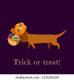 Dachshund in carries a pumpkin basket with sweets. The inscription Trick or Treat. Poster, postcard, stand. Vector
