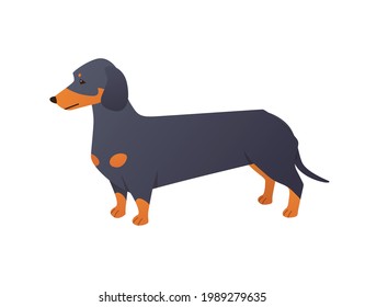 Dachshund cartoon character in vector. Cute purebred wiener dog with long body and short legs isolated on white background