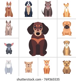 Dachshund in center and other dog breeds as frame isolated on white background. Vector illustrations of quadruped humans friends. Hunting, protection and decorative species from all over world.