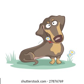 dachshund with chamomile