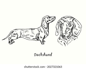 Dachshund collection standing side view and head. Ink black and white doodle drawing in woodcut style.