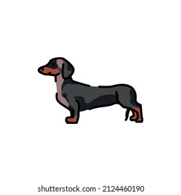 Dachshund color line icon. Dog breed. Pictogram for web page, mobile app, promo.
