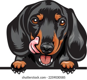 Dachshund Color Peeking Dogs. Color image of a dogs head isolated on a white background. Dog portrait, Vector illustration