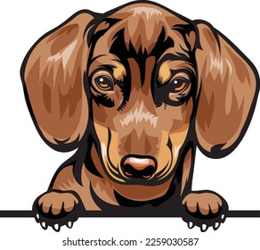 Perros De Peeking De Color Dachshund. Imagen de color de la cabeza de un perro aislado en un fondo blanco. Retrato de perro, ilustración de vector