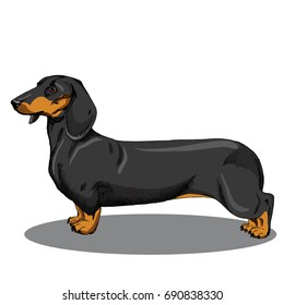 dachshund. color sketch.