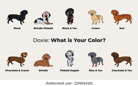 Dachshund colors breed, dog drawing. Cute dog characters in various poses, designs for prints, adorable and cute dog cartoon vector set, in different poses. Flat cartoon style All boxers colours