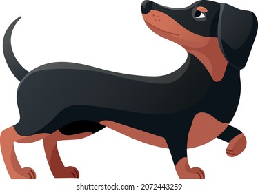 Dachshund curled his paw. Dachsand pose, cartoon dog flat icon vector illustration isolated on white background