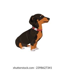 Dachshund Delight Endearing Wiener Dog. Flat vector illustration isolated on white background