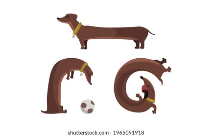 Dachshund Dog Activity Set, Funny Brown Pet Animal Character in Various Poses Vector Illustration