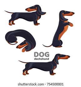 Dachshund dog with black fur in various positions