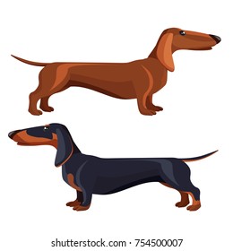 Dachshund dog with black fur in various positions