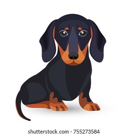 Dachshund dog with black fur in various positions