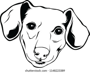 dachshund Dog Breed