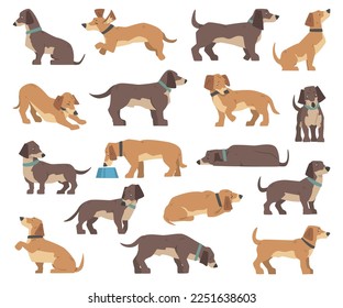 Dachshund Dog Breed with Collar in Different Pose Big Vector Set