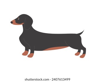 Dachshund dog breed. Domestic family puppy, sausage doggy cartoon vector illustration