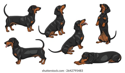 Dachshund Dog Breed Guide All You Need to Know About This Adorable Breed