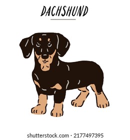 Dachshund Dog breed Hand drawn Color Illustration